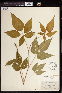 Rubus allegheniensis image