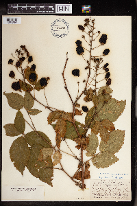 Rubus allegheniensis image