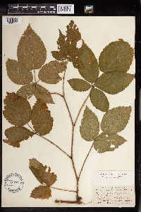 Rubus allegheniensis image