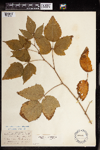 Rubus allegheniensis image