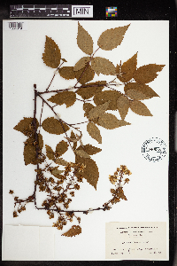 Rubus allegheniensis image