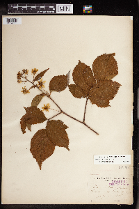 Rubus allegheniensis image