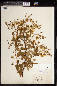 Rubus allegheniensis image