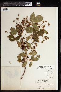 Rubus allegheniensis image