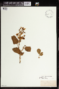 Rubus allegheniensis image