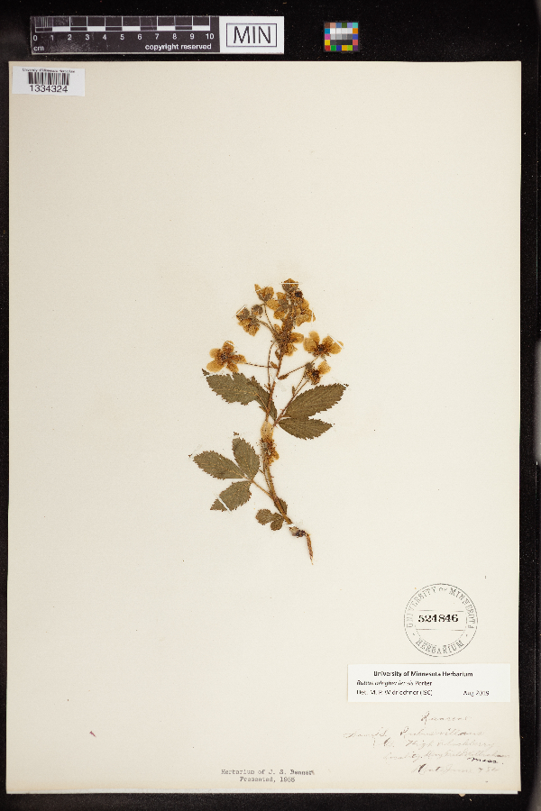 Rubus allegheniensis image