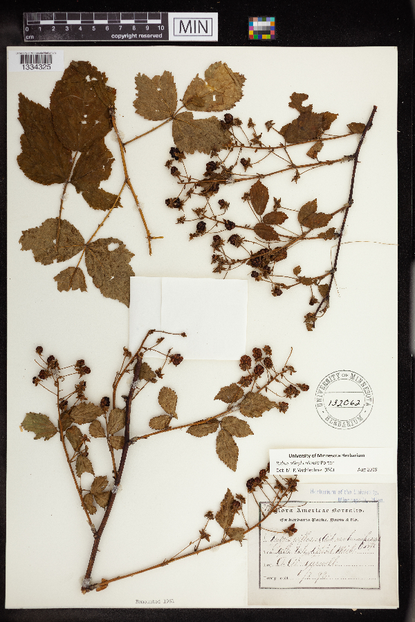 Rubus allegheniensis image
