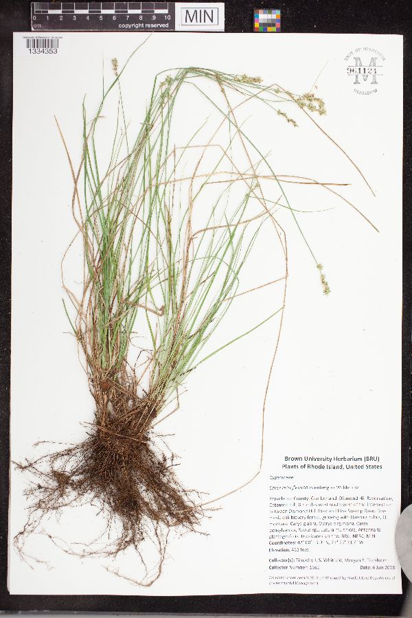 Carex retroflexa image