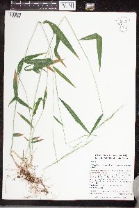 Brachyelytrum aristosum image