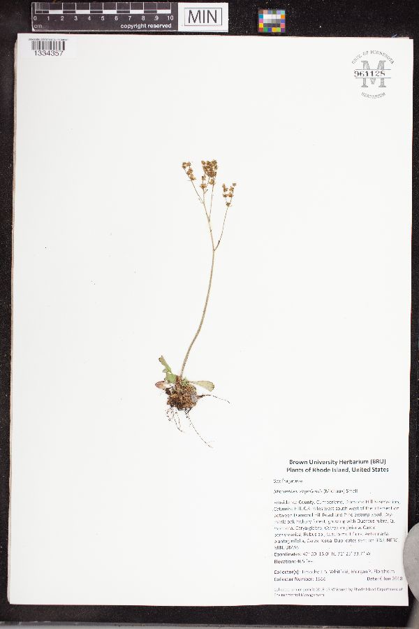 Micranthes virginiensis image
