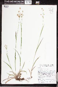 Luzula multiflora image