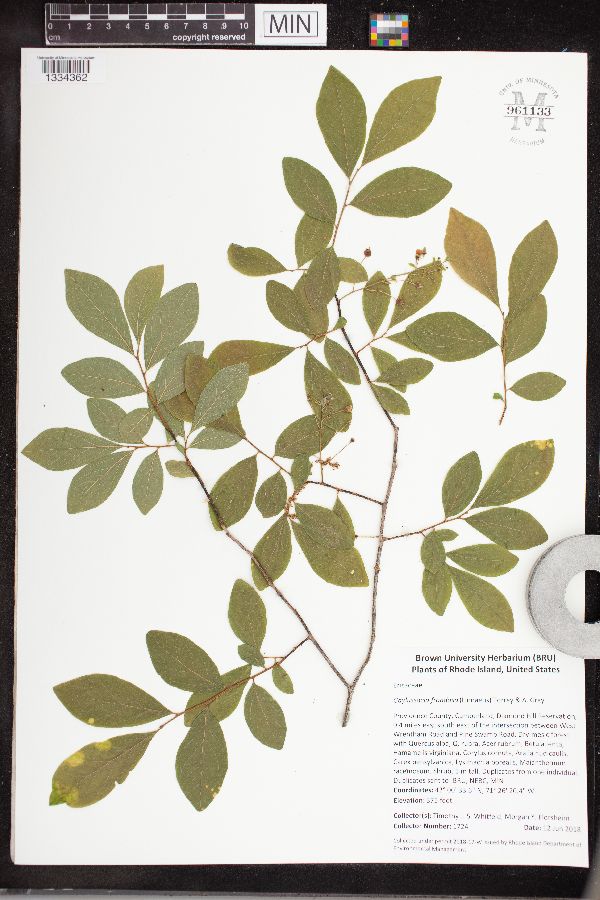 Gaylussacia frondosa image