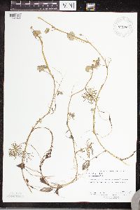 Ranunculus gmelinii image