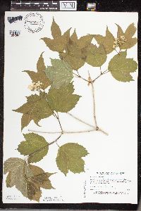 Viburnum opulus var. americanum image