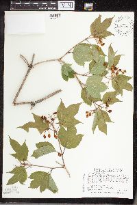 Viburnum opulus var. americanum image