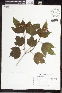 Viburnum opulus var. americanum image