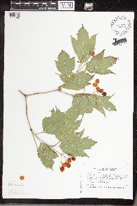 Viburnum opulus image