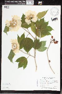 Viburnum opulus var. americanum image
