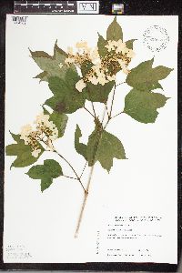 Viburnum opulus var. americanum image