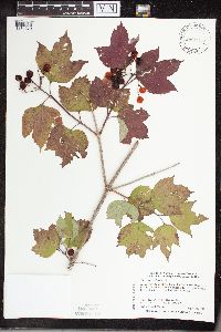 Viburnum opulus var. americanum image