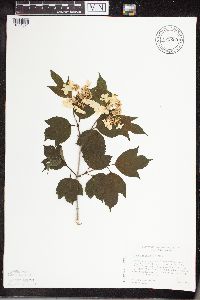 Viburnum opulus var. americanum image