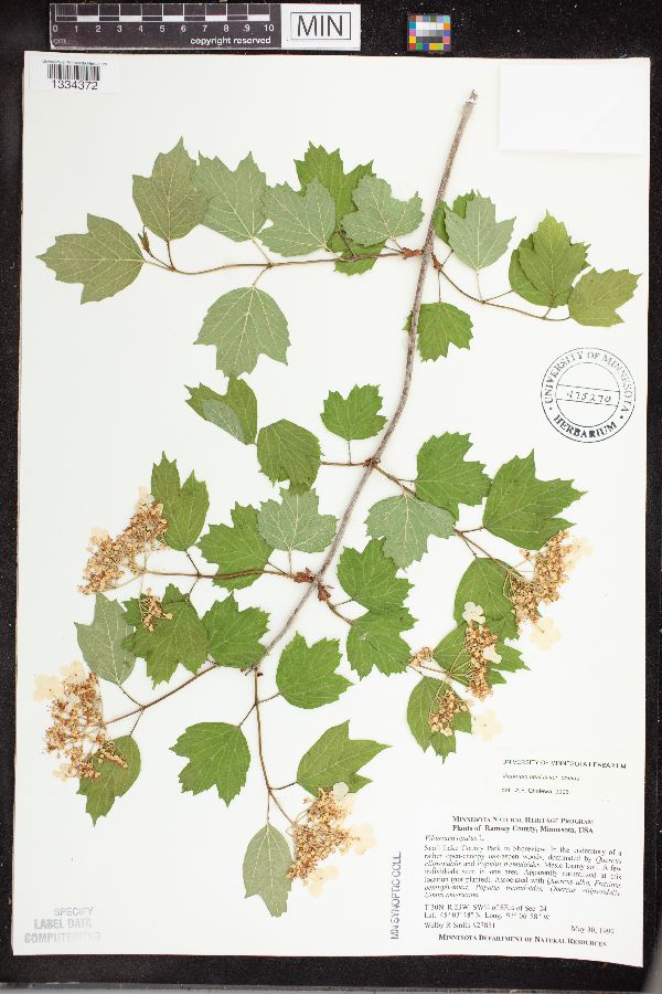 Viburnum opulus var. opulus image