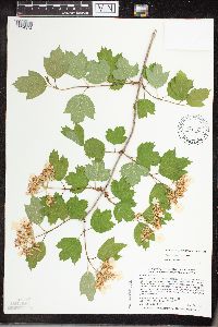 Viburnum opulus image