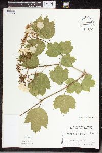 Viburnum opulus var. opulus image