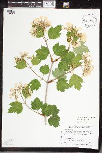 Viburnum opulus var. opulus image
