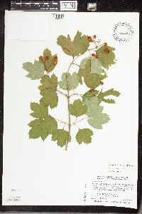 Viburnum opulus var. opulus image