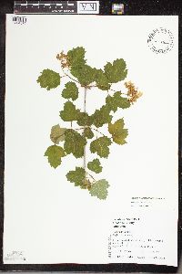 Viburnum opulus var. opulus image