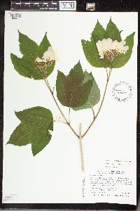 Viburnum opulus var. opulus image