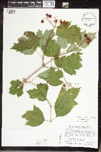 Viburnum opulus var. opulus image