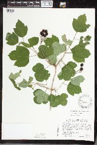 Viburnum opulus var. opulus image