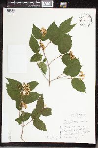 Viburnum rafinesquianum var. affine image