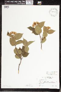 Viburnum rafinesquianum var. affine image