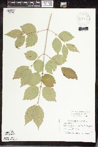Viburnum rafinesquianum var. affine image