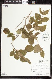 Viburnum rafinesquianum var. affine image