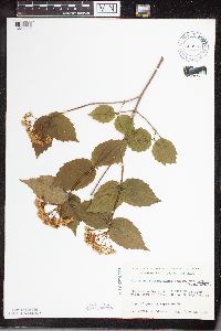 Viburnum rafinesquianum var. affine image