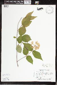 Viburnum rafinesquianum image