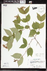 Viburnum rafinesquianum image