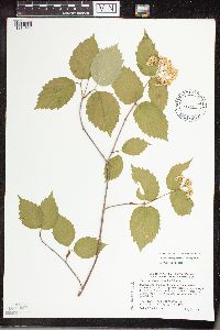 Viburnum rafinesquianum image
