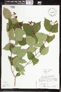 Viburnum rafinesquianum image