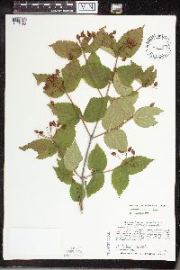 Viburnum rafinesquianum image