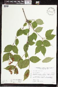 Viburnum rafinesquianum image