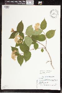 Viburnum rafinesquianum image