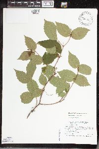 Viburnum rafinesquianum image