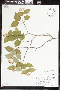 Viburnum rafinesquianum image