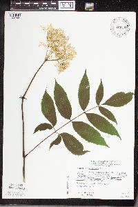 Sambucus nigra image