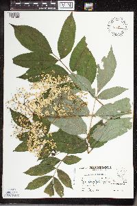 Sambucus nigra image